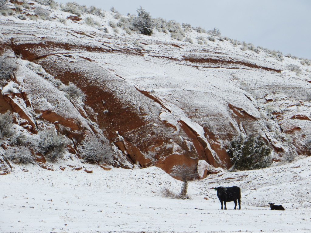 cow calf in snow