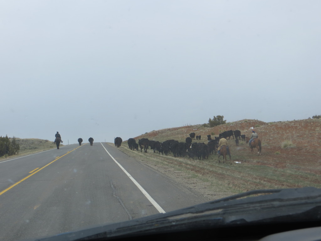 cattle drive down highway