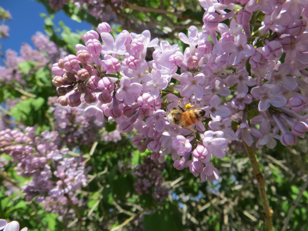 honeybee on lilac