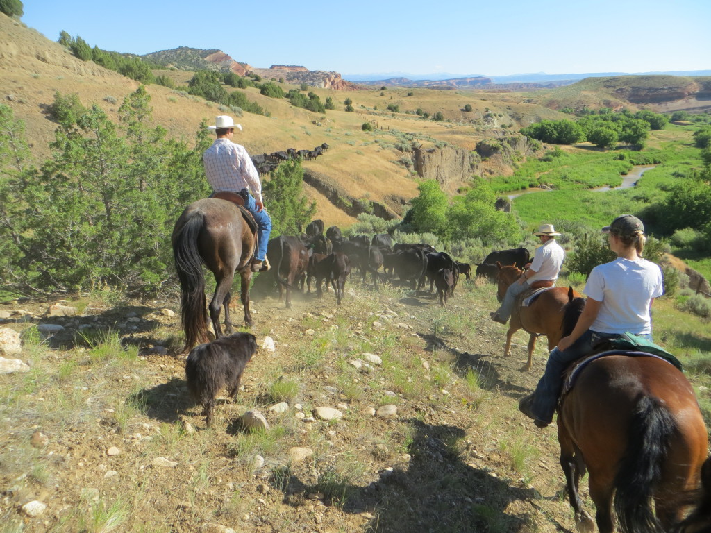trailing cattle