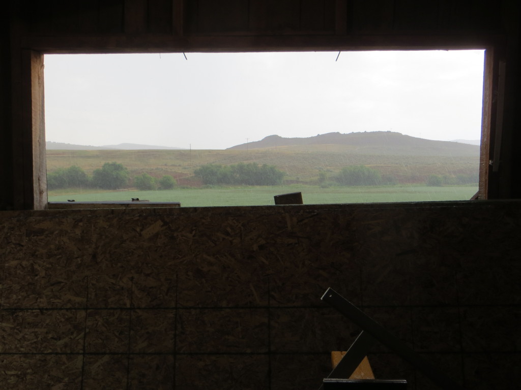 rain on oat field