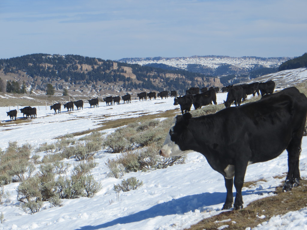 cattle out of snow