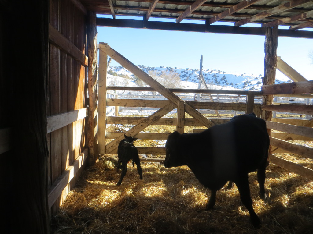 heifer and calf
