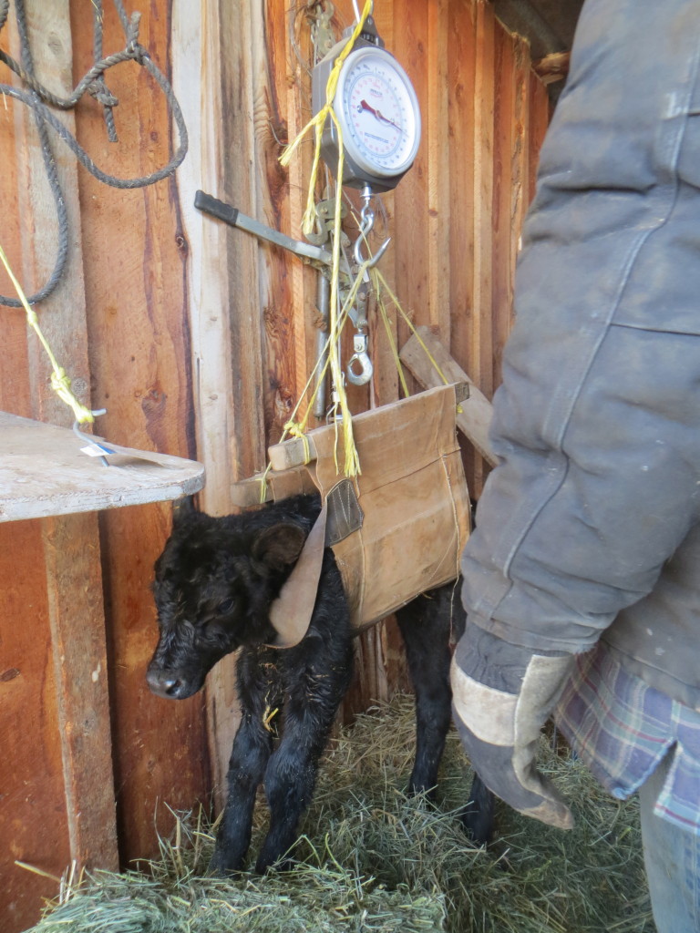 weighing calf