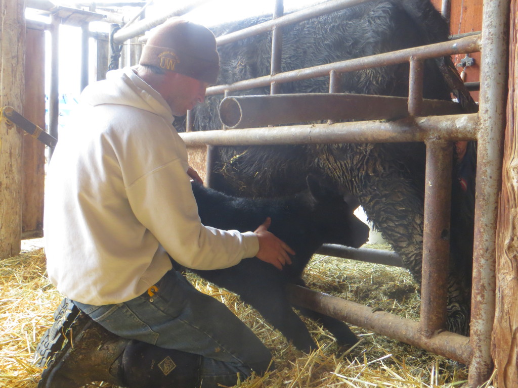 helping calf