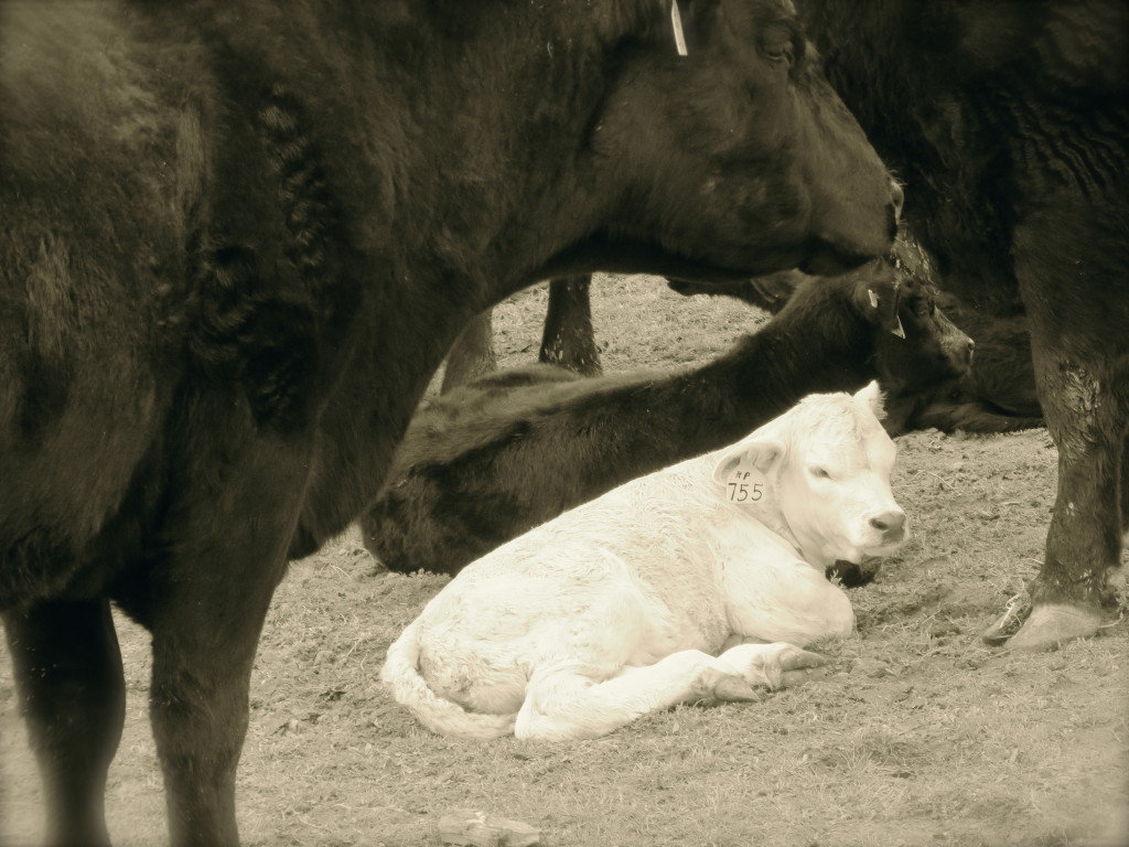 white calf