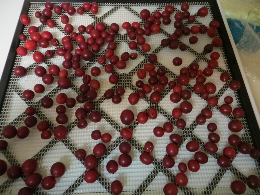 cranberries1