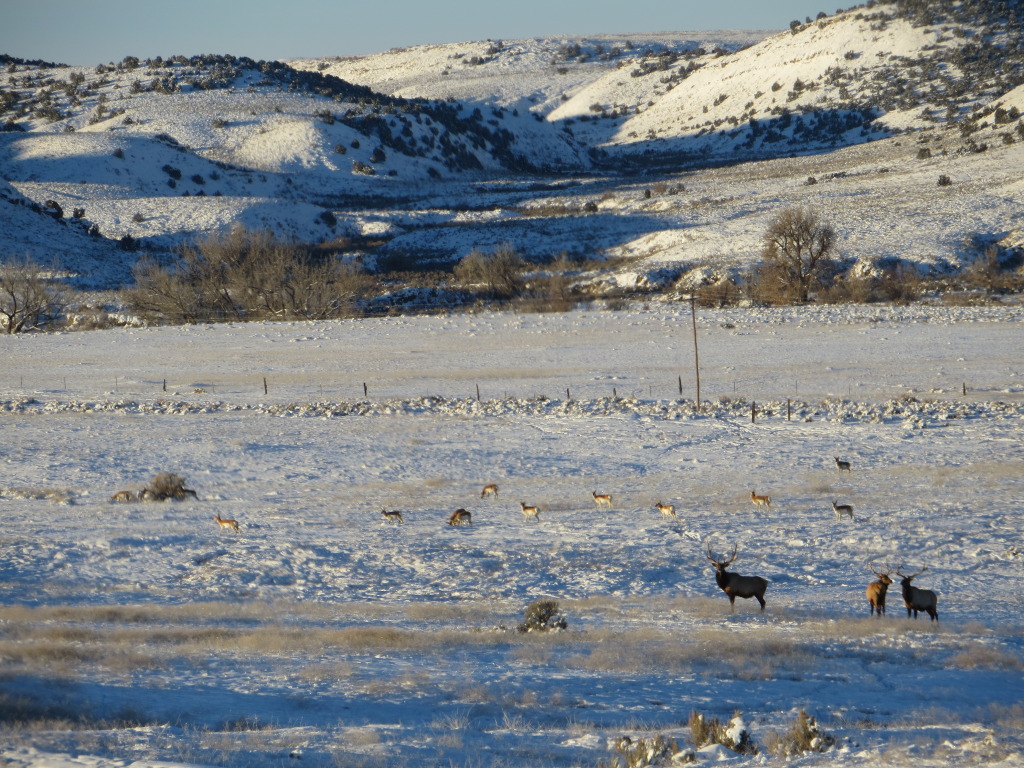 elk and antelope