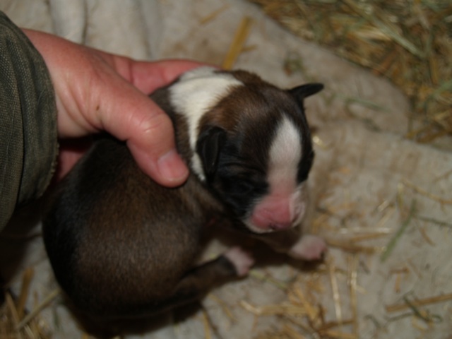 pup2daysold