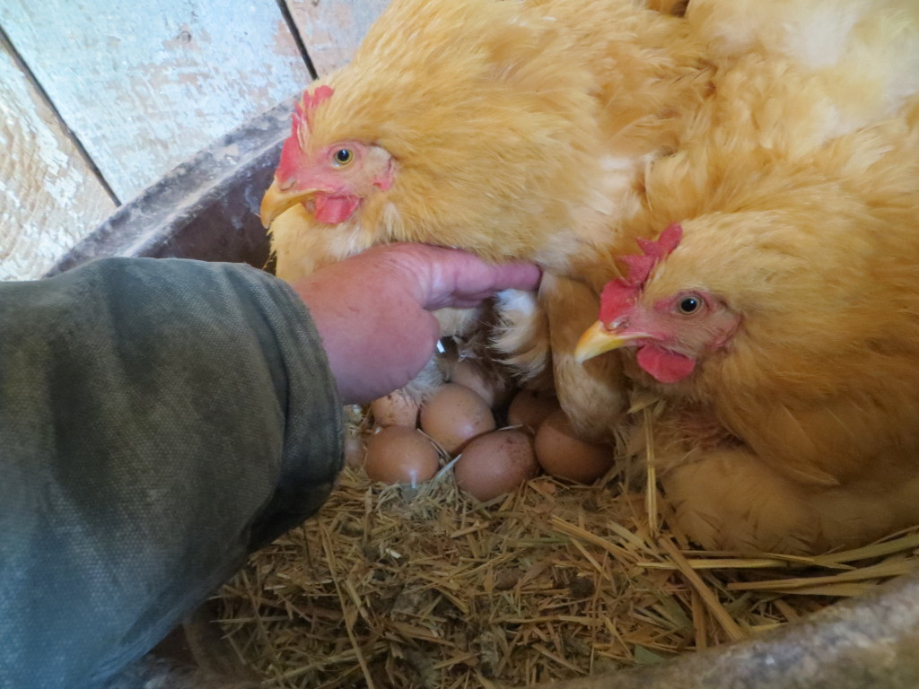 setting hens