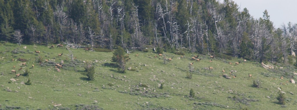 elk calves