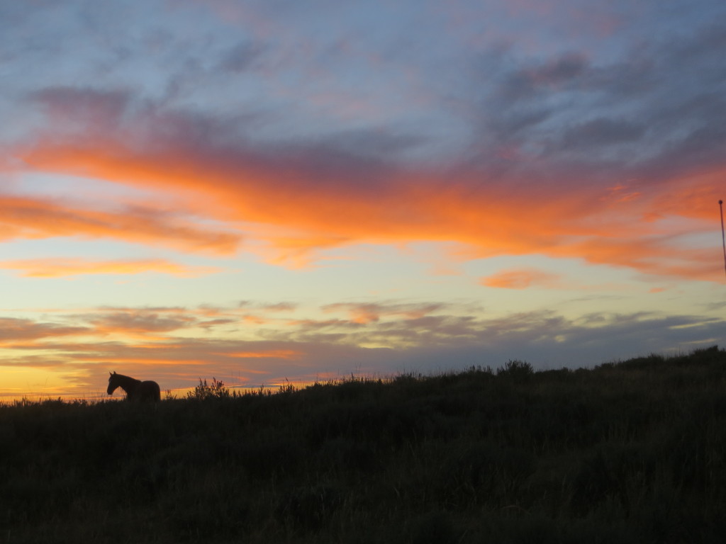 sunset horse