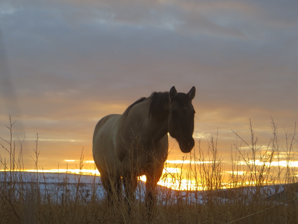 sunset horse
