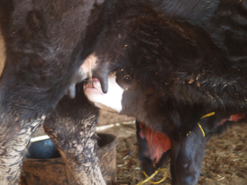 eating calf