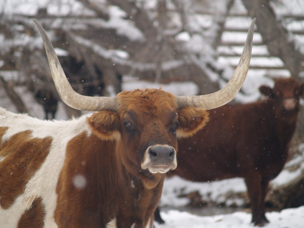 cold horns