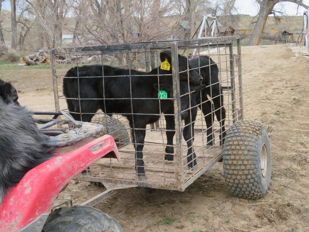 calf cart